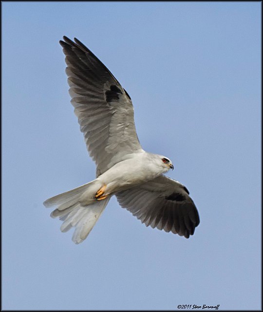 _1SB9817 white-tailed kite.jpg